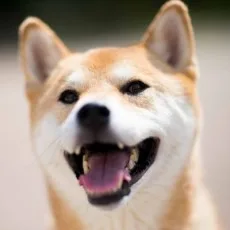 明坂いく