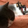 行徒妹