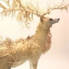 王昕