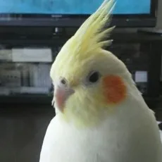 榊原モンショー