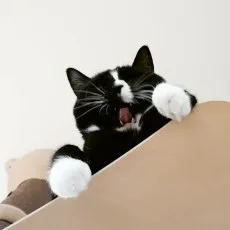 마로