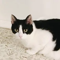유폴히