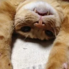 あいざわあつこ