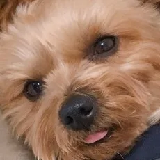 ヘコいぬ