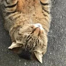 真野綾