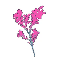 灰咲きり