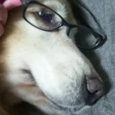 茶柱一号