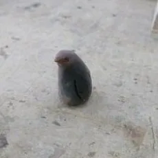 今村翠