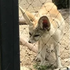 サスケ