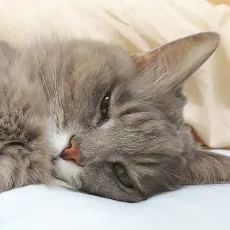 佐織えり