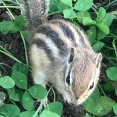 さくら蒼