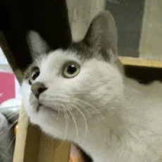 猫妖