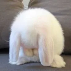 효정