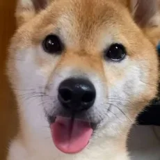 柴寅
