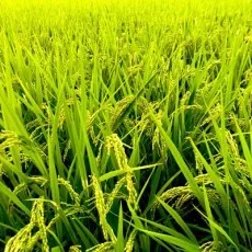 はやりやまい