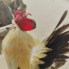 喜多みどり