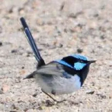回南雀