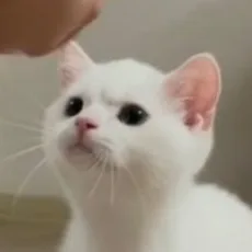 年糕