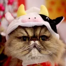 どっせい☆純愛