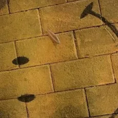 小睿