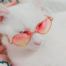 조마멜