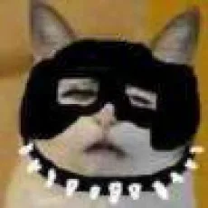 猫猫碰碰拳