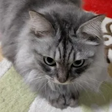 櫻井みこと