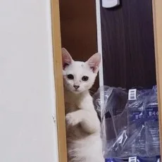 다미씨