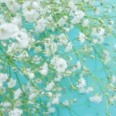 清水セイカ