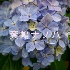 葉嶋ナノハ
