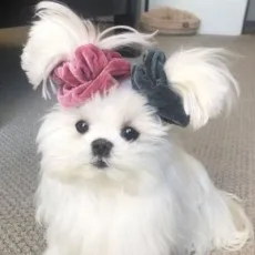 키로즈