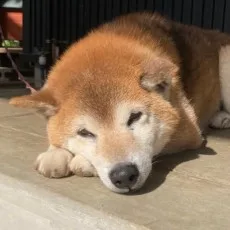 宇佐見よし