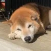 宇佐見よし