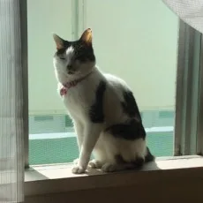 山夜みい