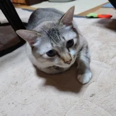 神無フム