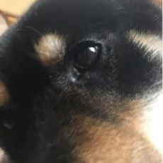 しば犬部隊