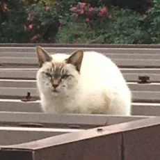 あきらあかつき