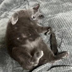 밤만득