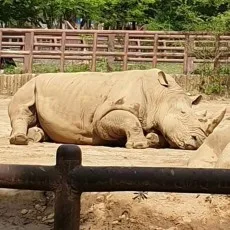 고제형