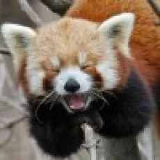 可乐
