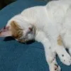 磯谷霞