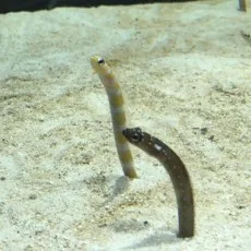 小浪豊