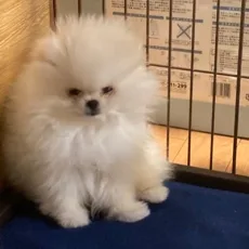 さとうしほ