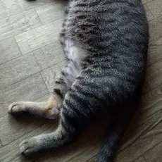早田 結