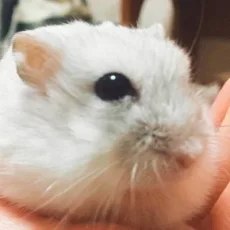 はむはむ
