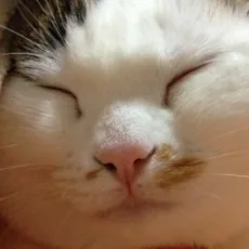 しまねこ