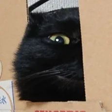 いのこざ