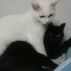 秋田みやび