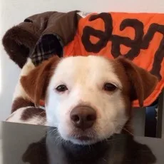 こたおん
