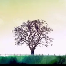 南々子